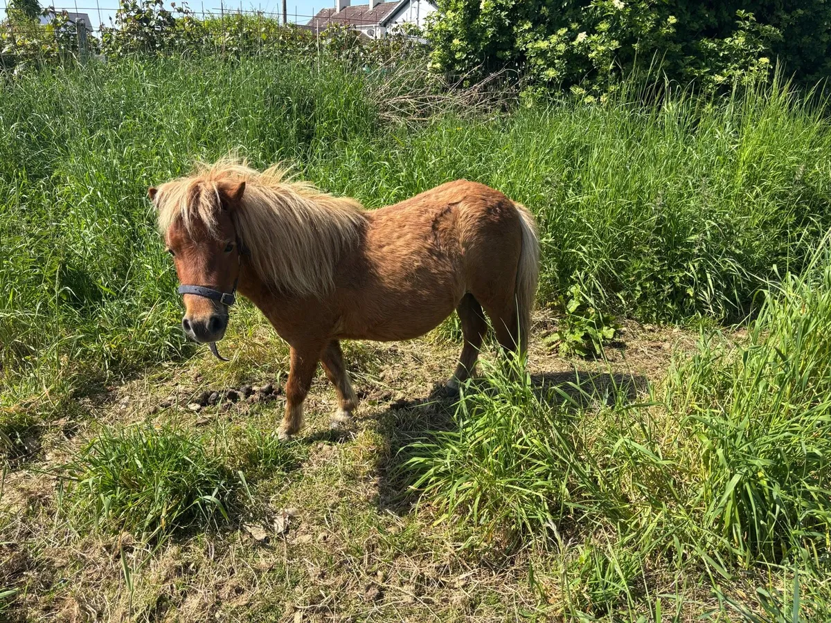 2 miniature mare ponies only 33” - Image 2