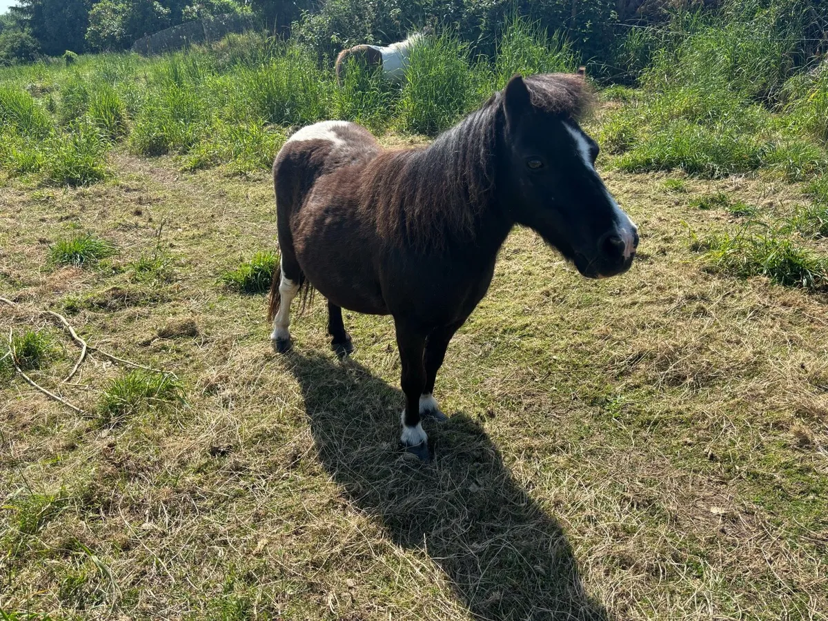 2 miniature mare ponies only 33” - Image 3