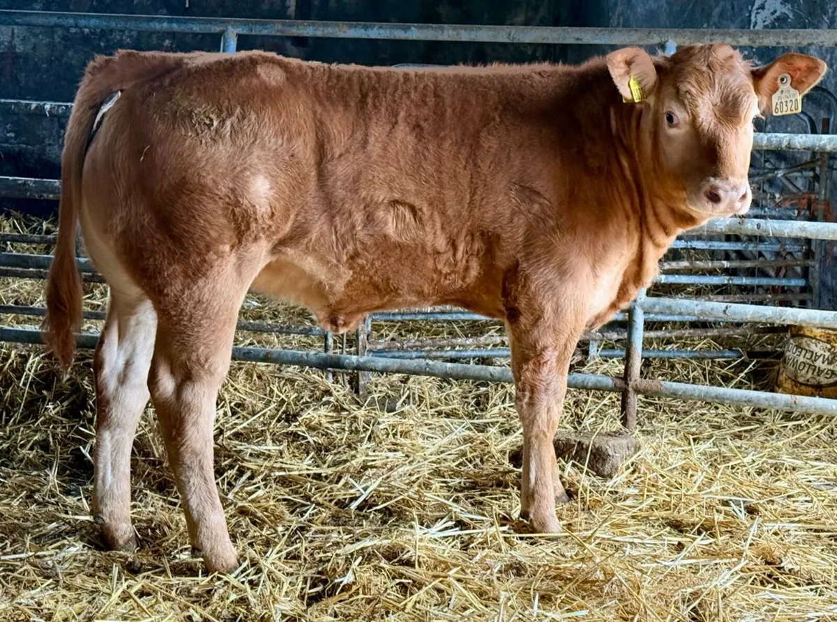 Pedigree Limousin heifer - Image 1