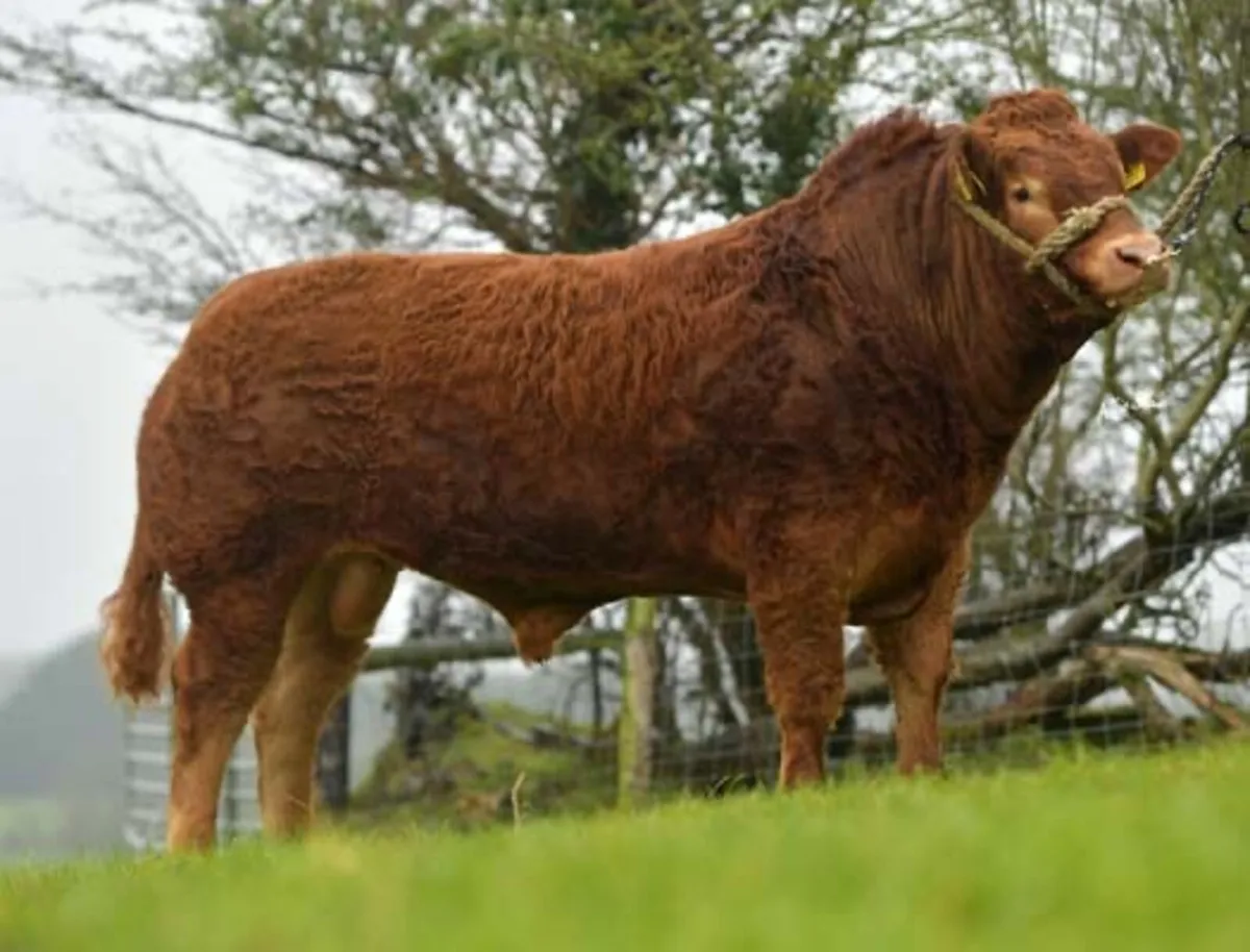 Pedigree Limousin heifer - Image 2
