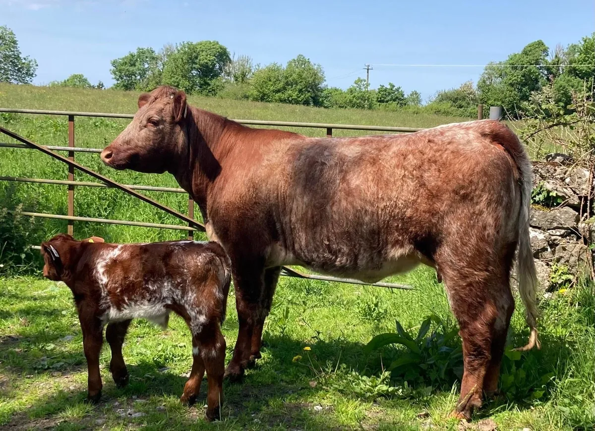 Gort Mart: Thurs 28th May: special suckler sale - Image 1