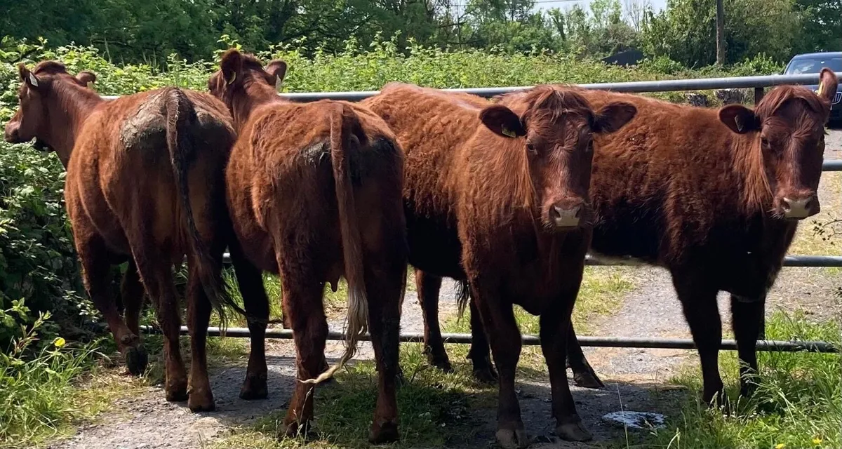 Gort Mart: Thurs 28th May: special suckler sale - Image 2