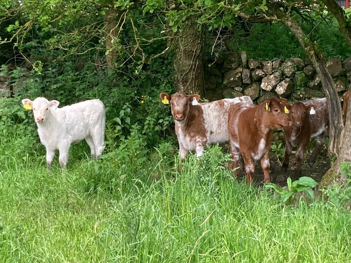 Gort Mart: Thurs 28th May: special suckler sale - Image 3