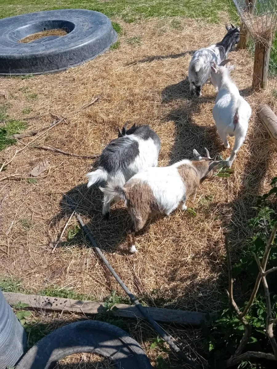 Pygmy goats - Image 1