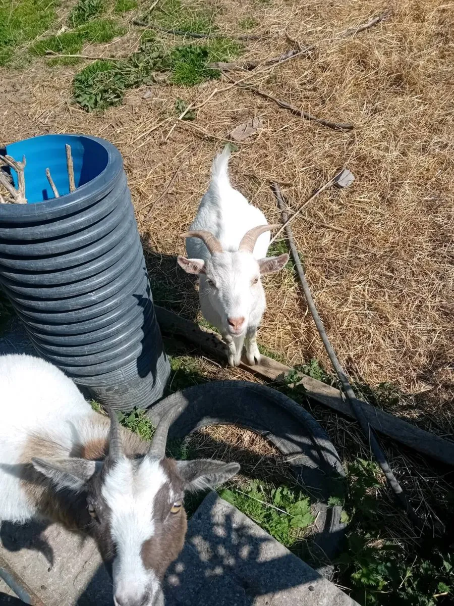Pygmy goats - Image 2