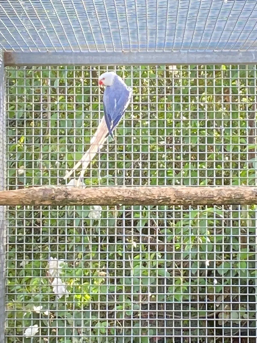 Indian Ringneck - Image 3