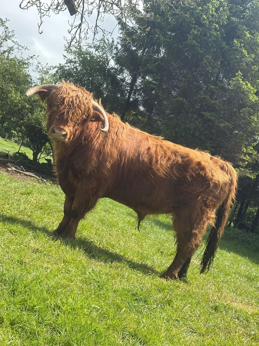 PBNR highland bull - Image 1