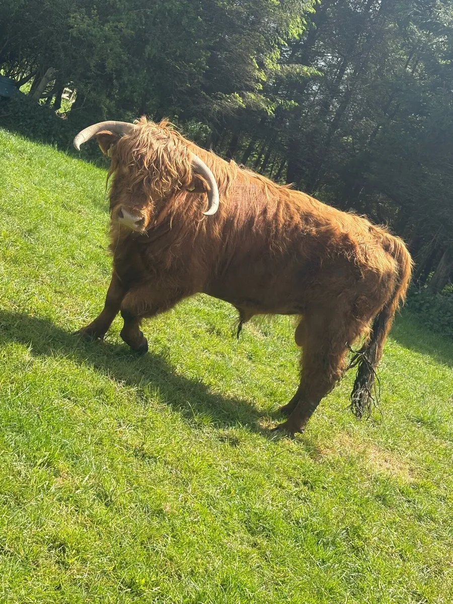 PBNR highland bull - Image 2