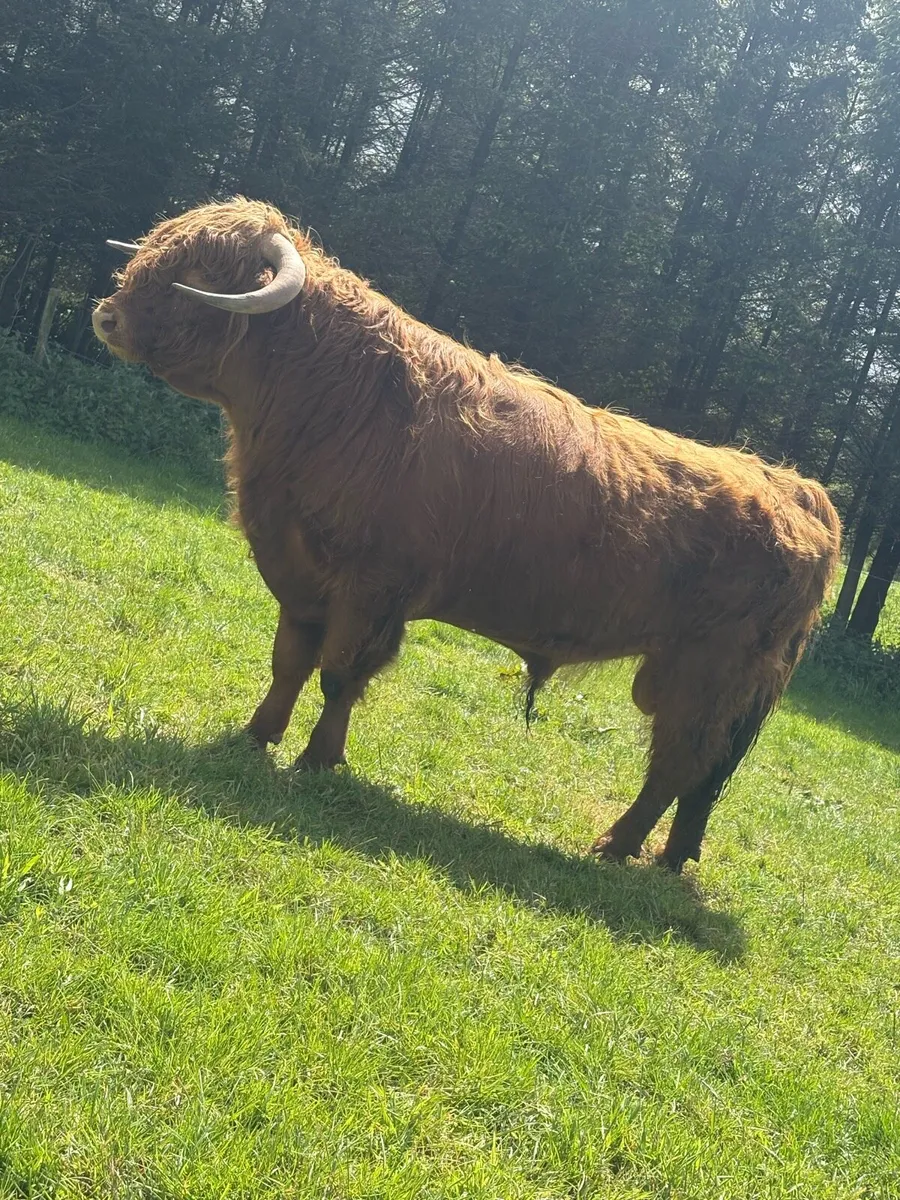 PBNR highland bull - Image 3