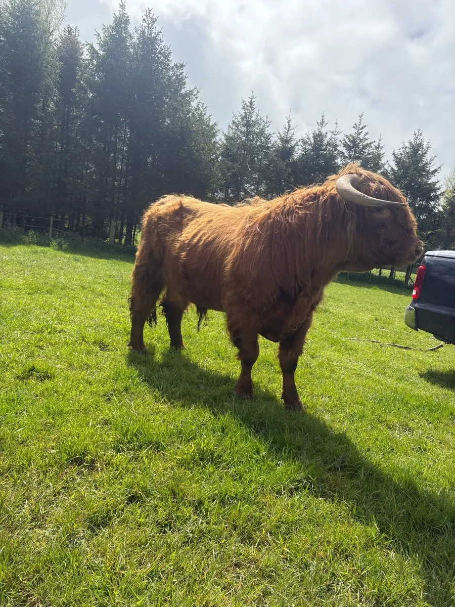 PBNR highland bull - Image 4