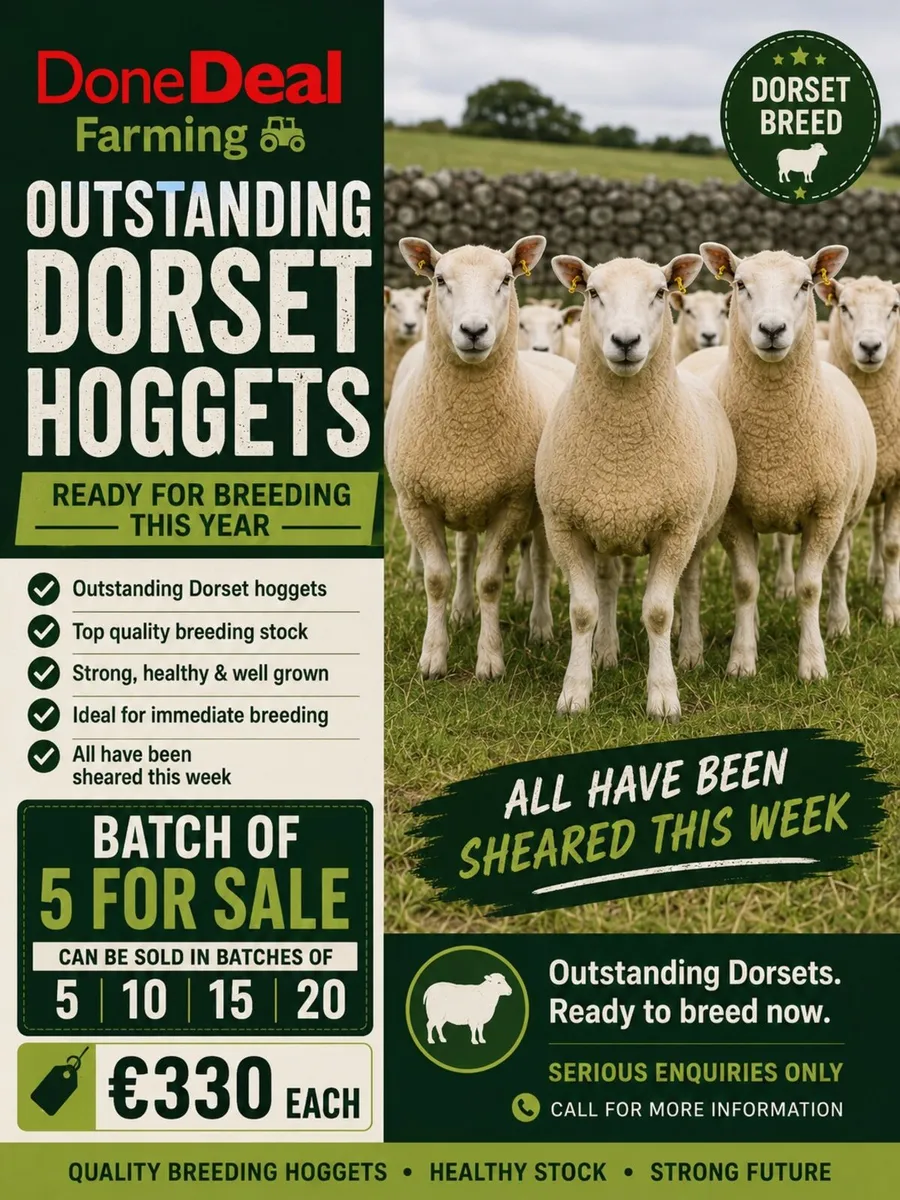 Dorset Hoggets