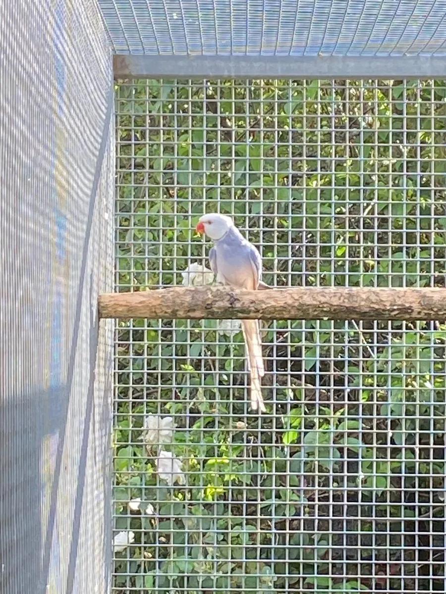 Indian Ringneck - Image 1
