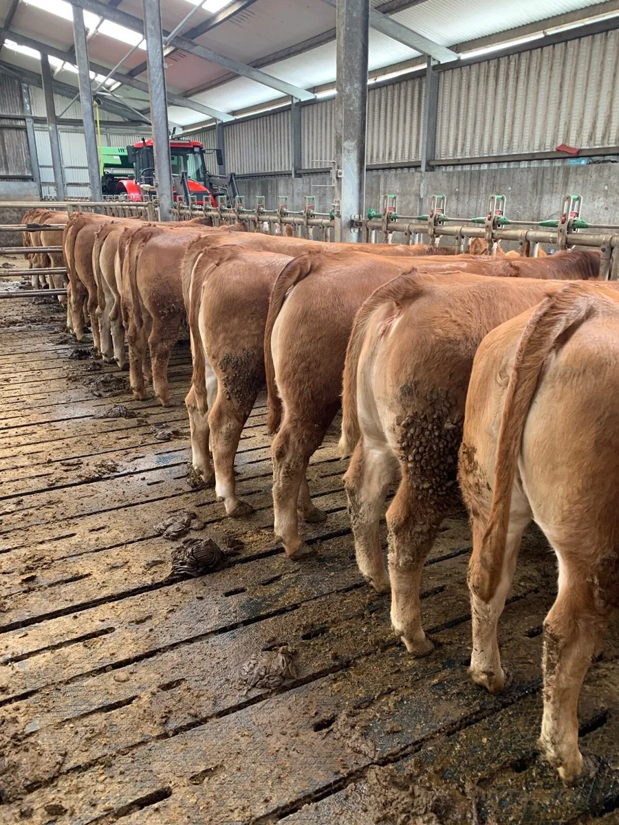 Limousine heifers - Image 1