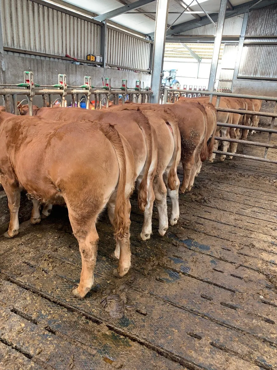 Limousine heifers - Image 2