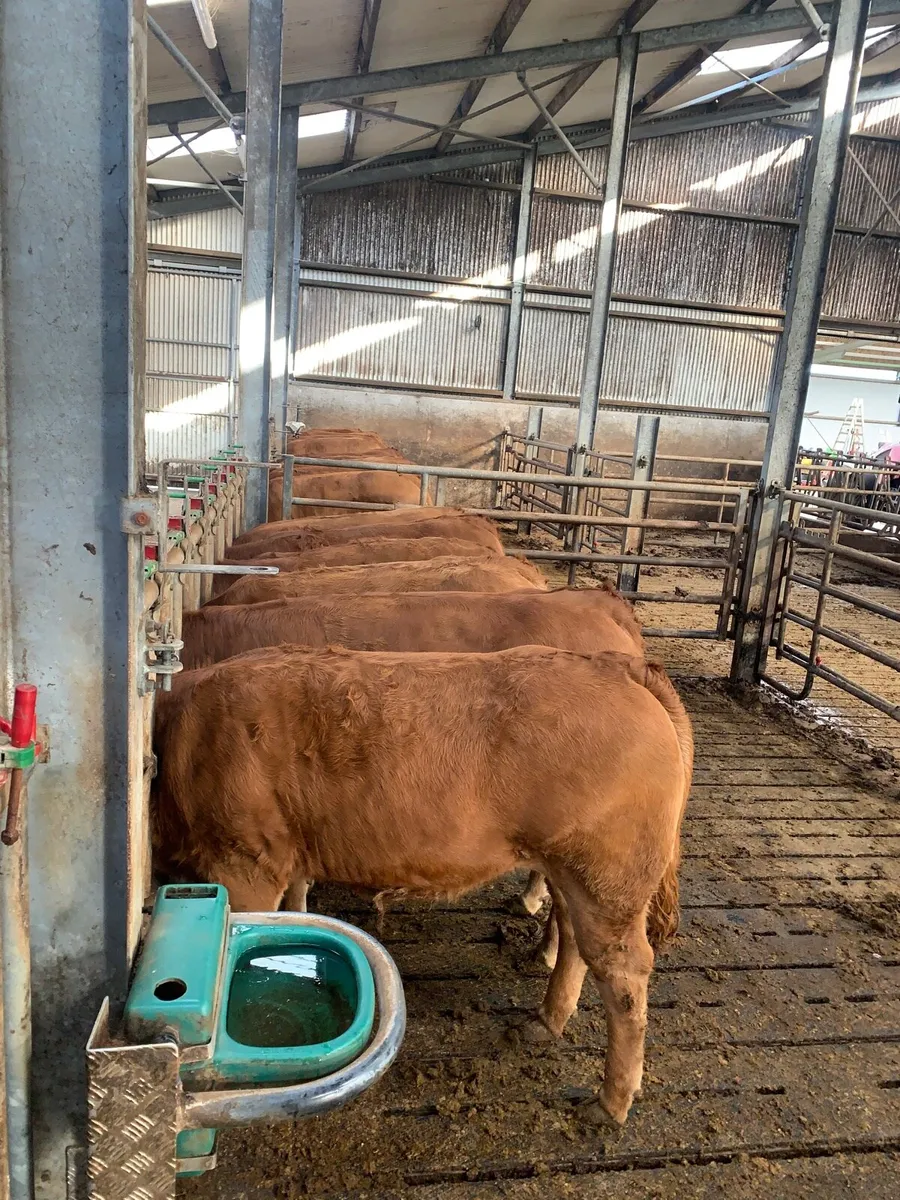 Limousine heifers - Image 3