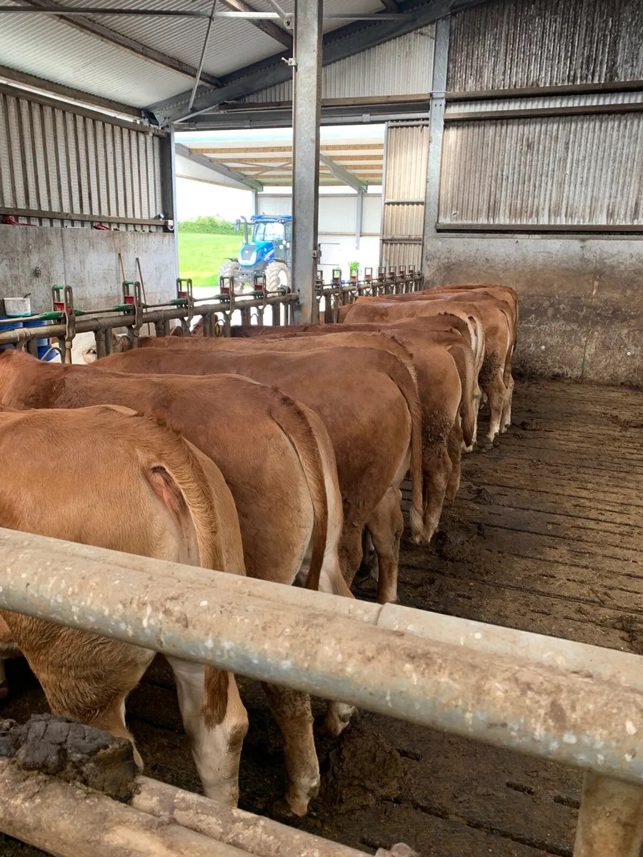 Limousine heifers - Image 4