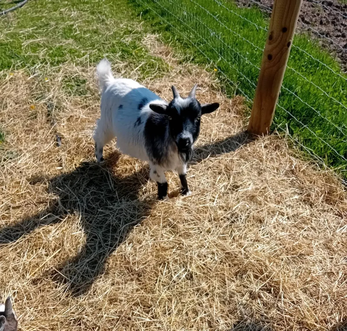 Pygmy goats - Image 3