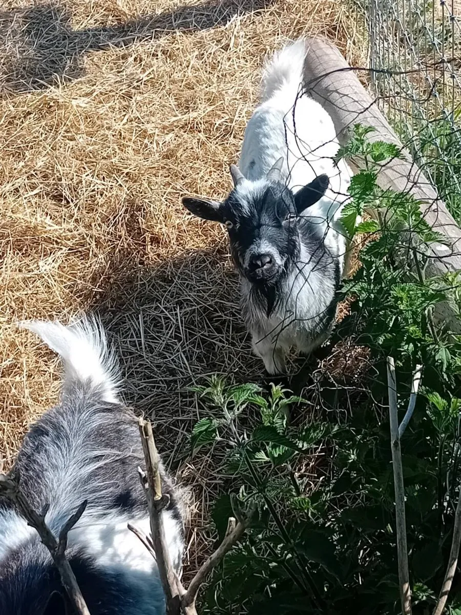Pygmy goats - Image 4