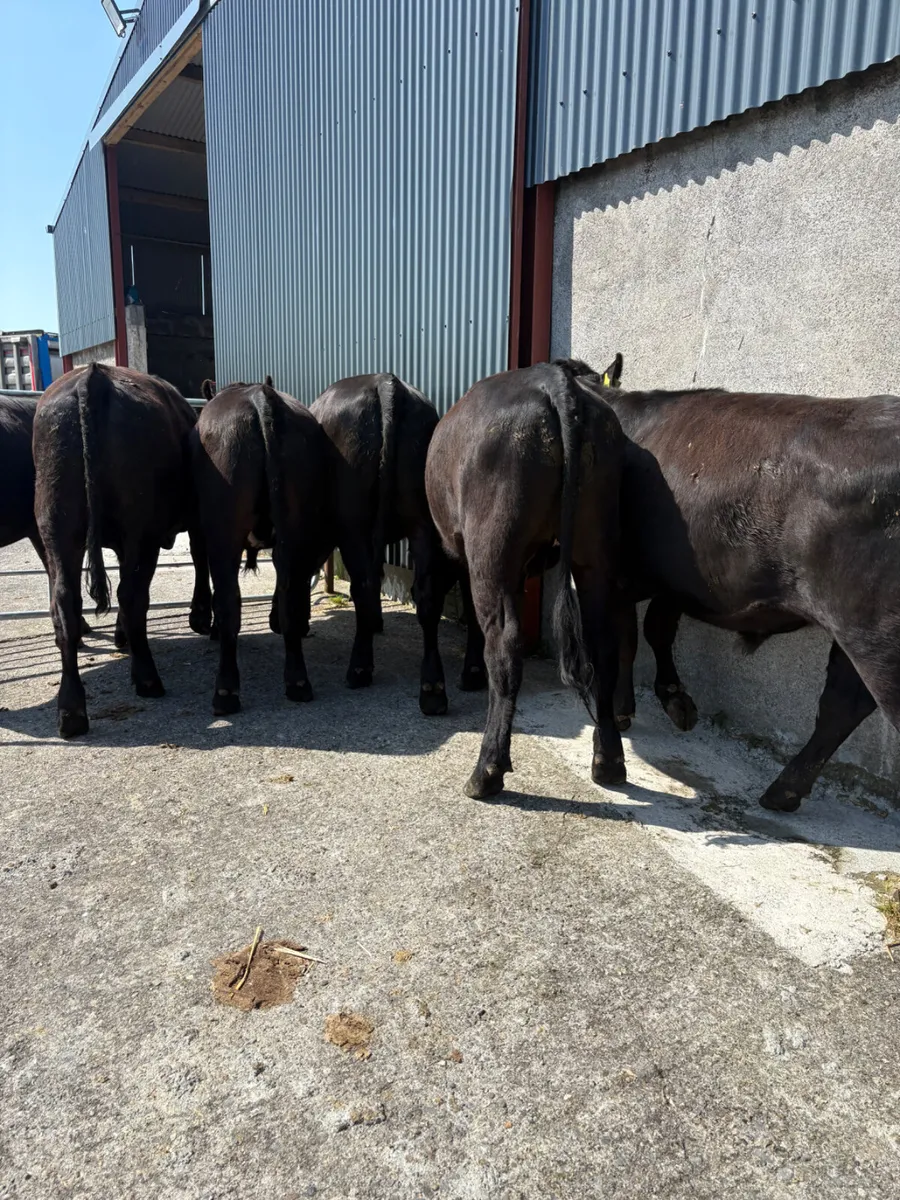 Angus Bullocks 400kgs - Image 2