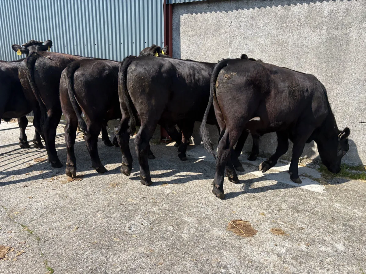 Angus Bullocks 400kgs - Image 1