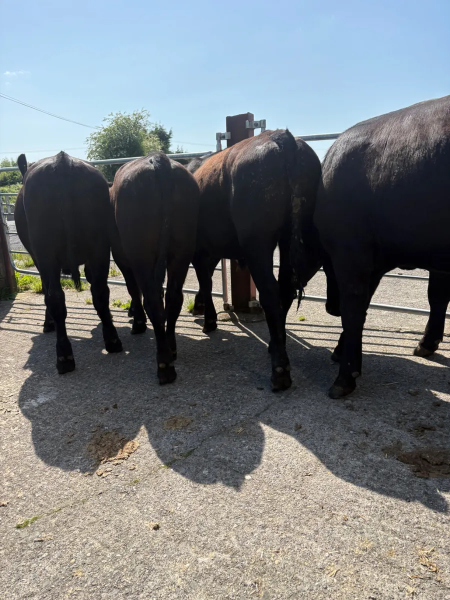 Angus Bullocks 400kgs - Image 3