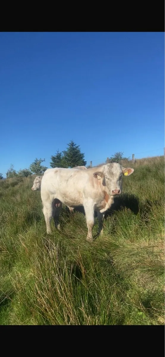 5⭐️⭐️⭐️⭐️⭐️PBR Charolais Bulls - Image 1