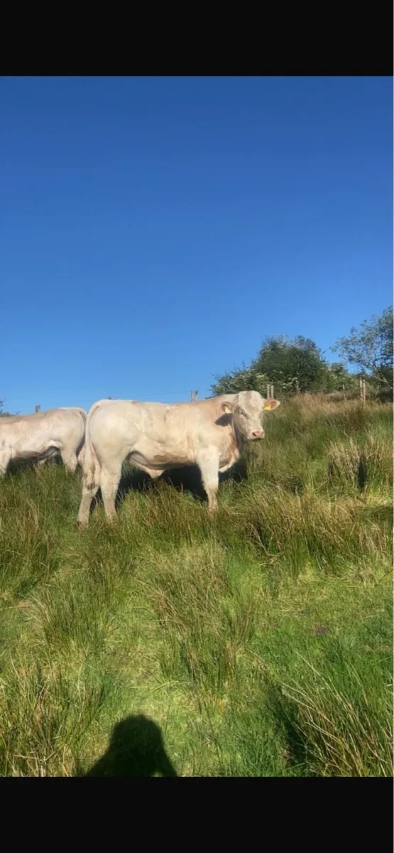 5⭐️⭐️⭐️⭐️⭐️PBR Charolais Bulls - Image 2