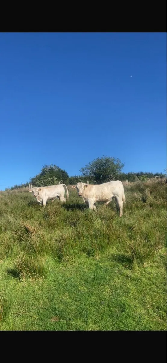 5⭐️⭐️⭐️⭐️⭐️PBR Charolais Bulls - Image 3