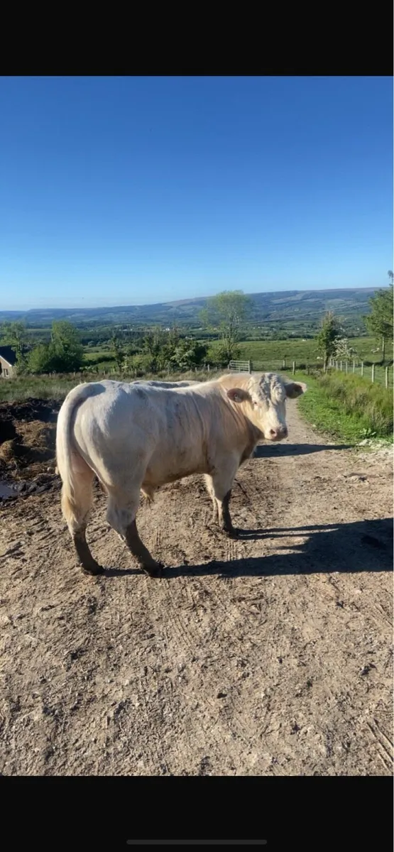 5⭐️⭐️⭐️⭐️⭐️PBR Charolais Bulls - Image 4