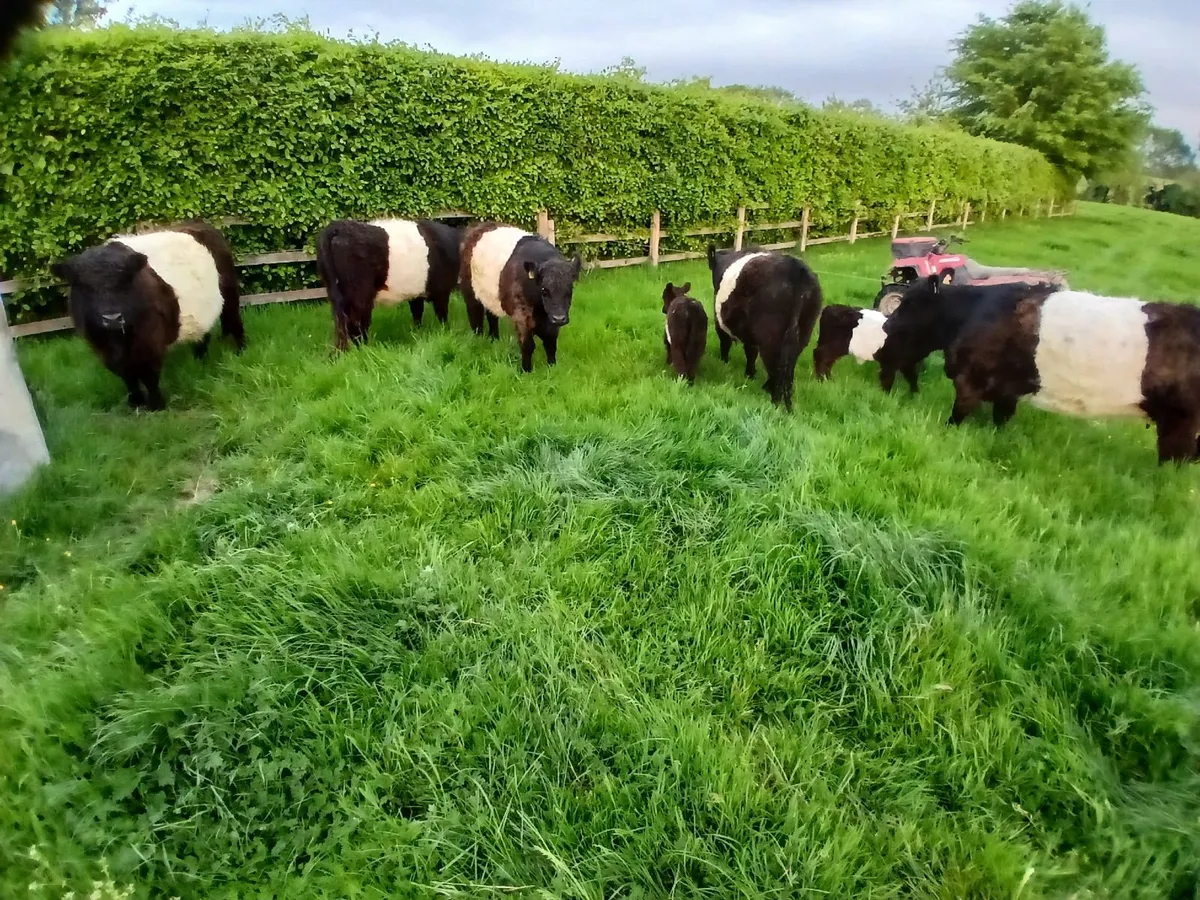 Cattle - Image 1