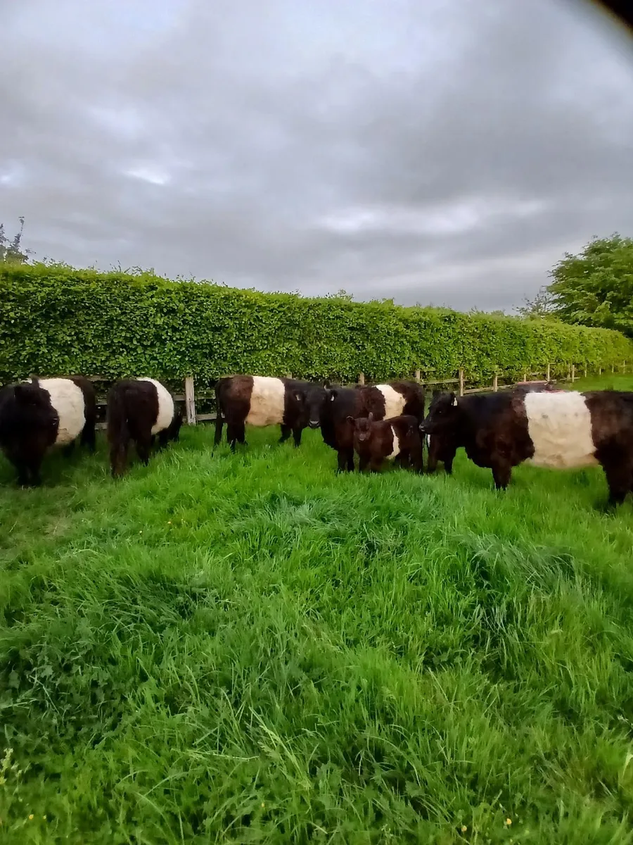 Cattle - Image 2