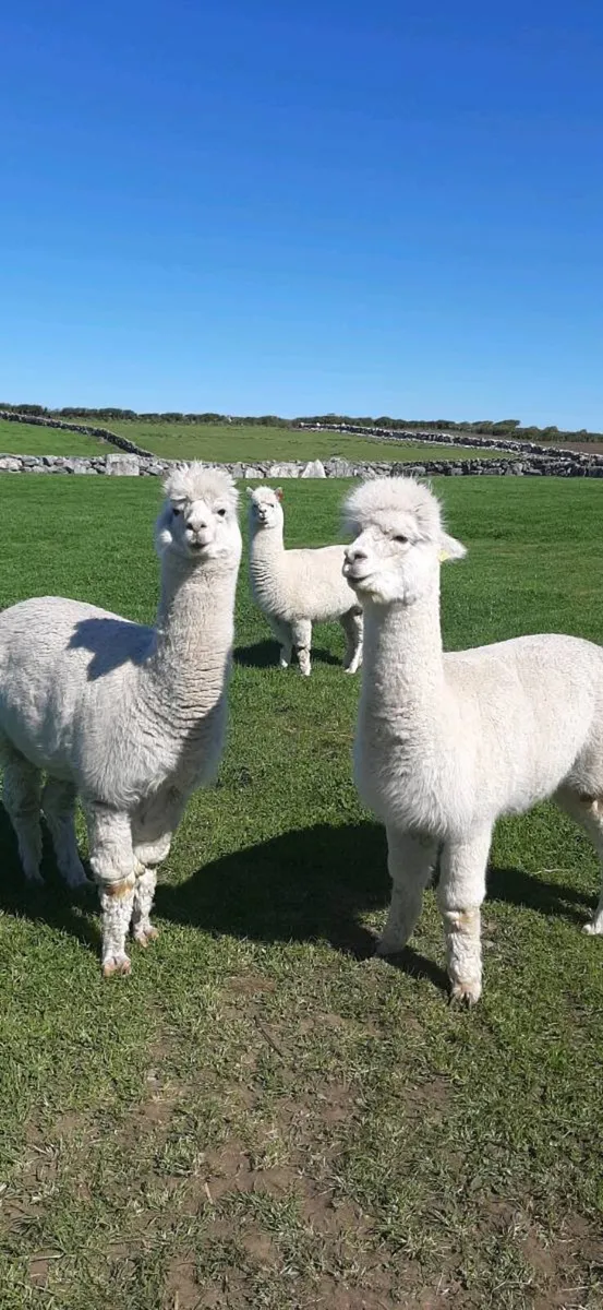 Alpacas - Image 3