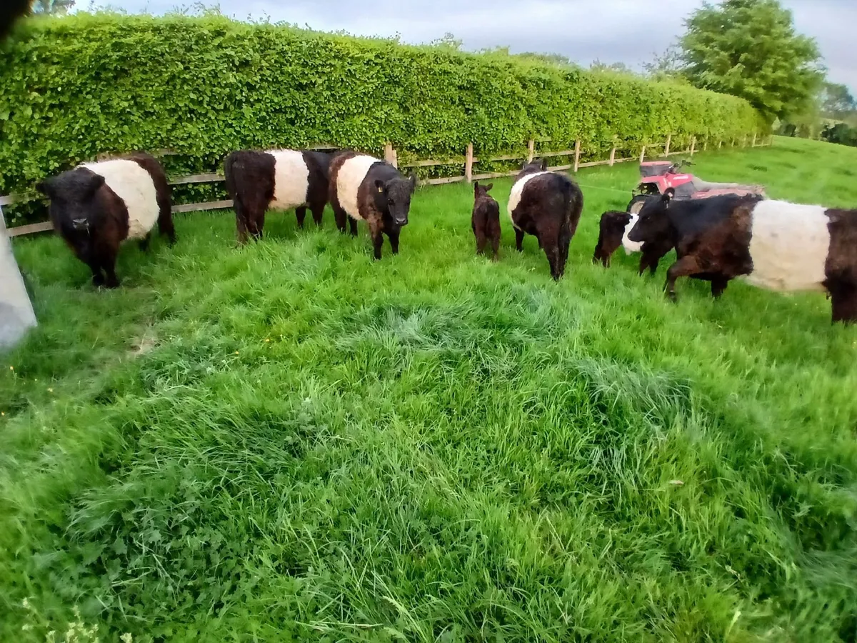 Cattle - Image 3