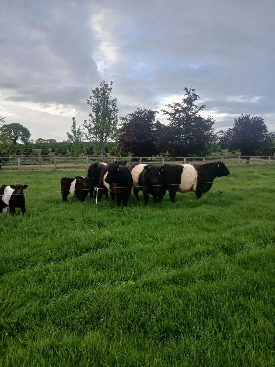 Cattle - Image 4