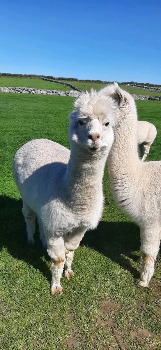 Alpacas - Image 4