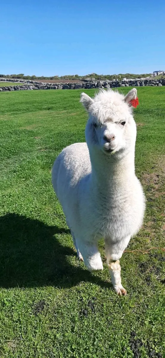 Alpacas - Image 2