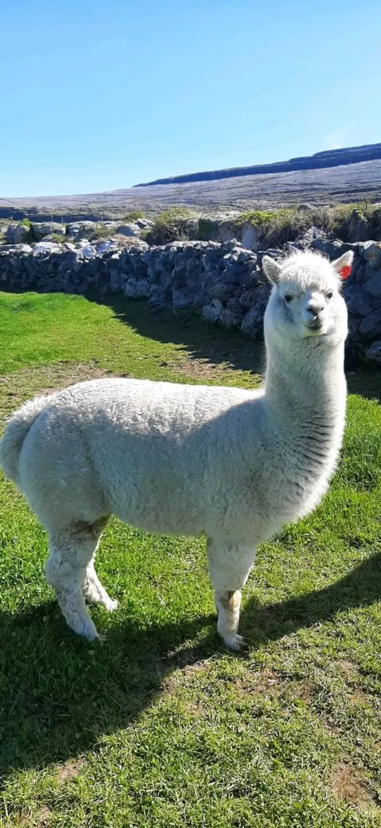 Alpacas - Image 1