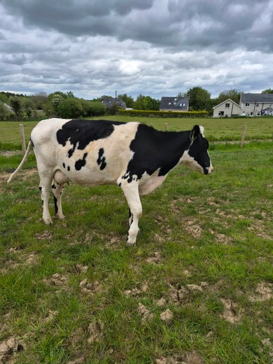 Fr heifer and sh calf - Image 1