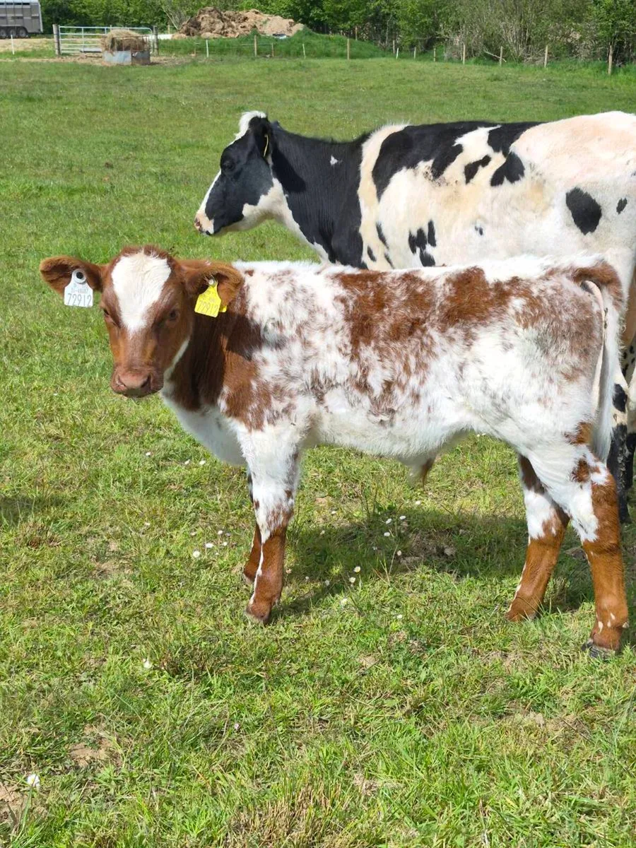 Fr heifer and sh calf - Image 2
