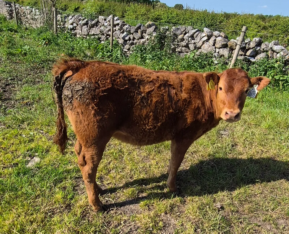 LIMOUSIN HEIFER - Image 2