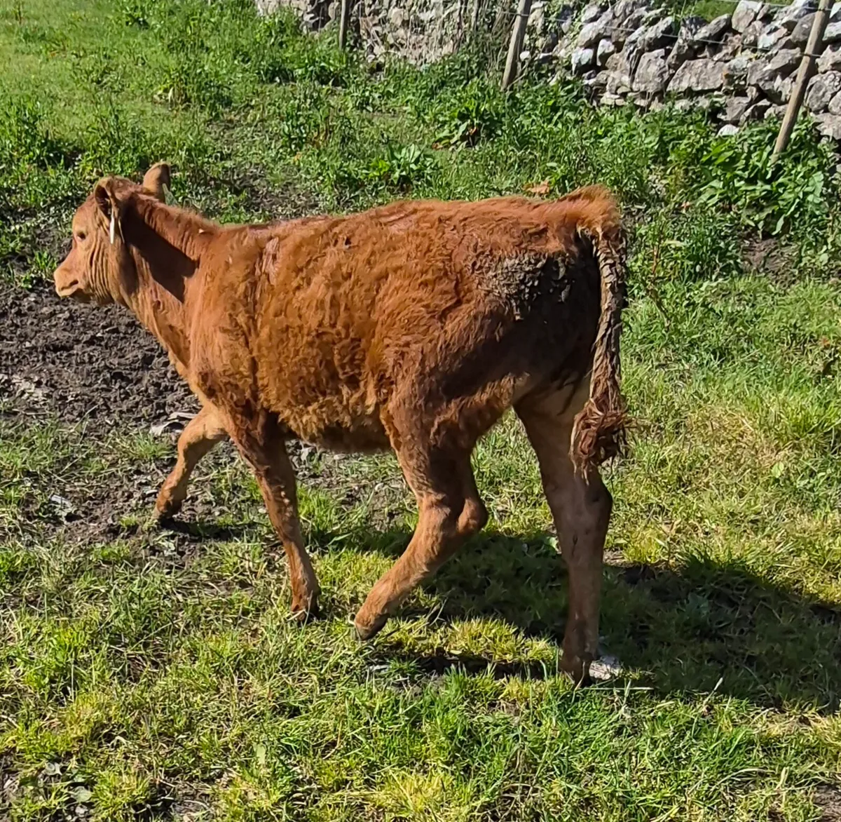LIMOUSIN HEIFER - Image 3