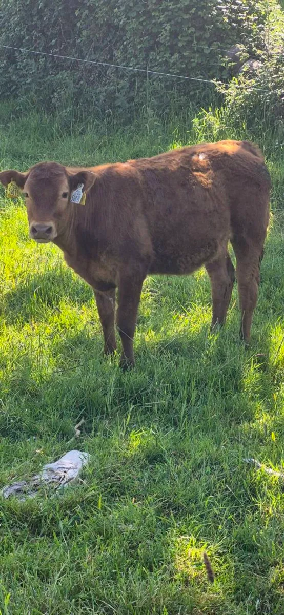 LIMOUSIN HEIFER - Image 4