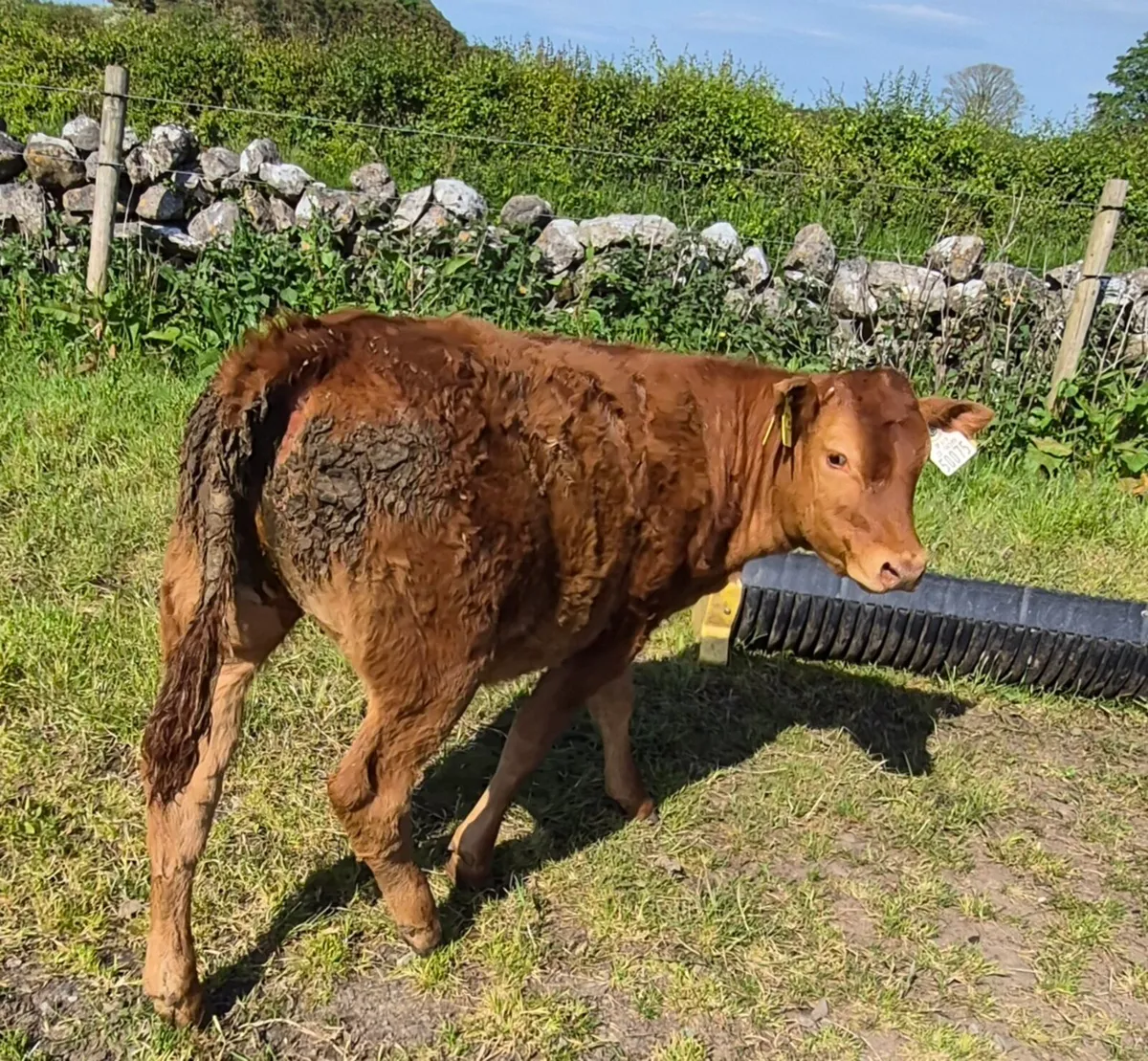 LIMOUSIN HEIFER - Image 1