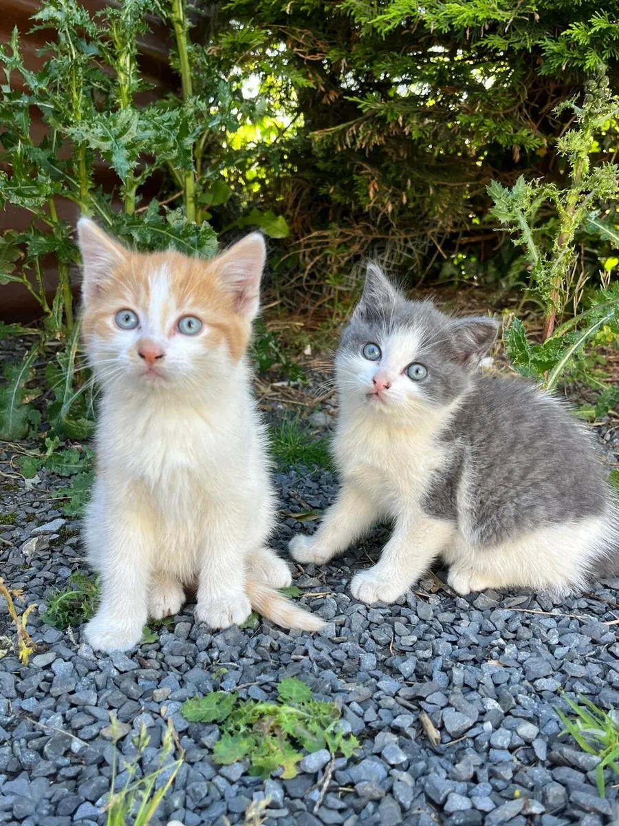 Kittens - Image 1