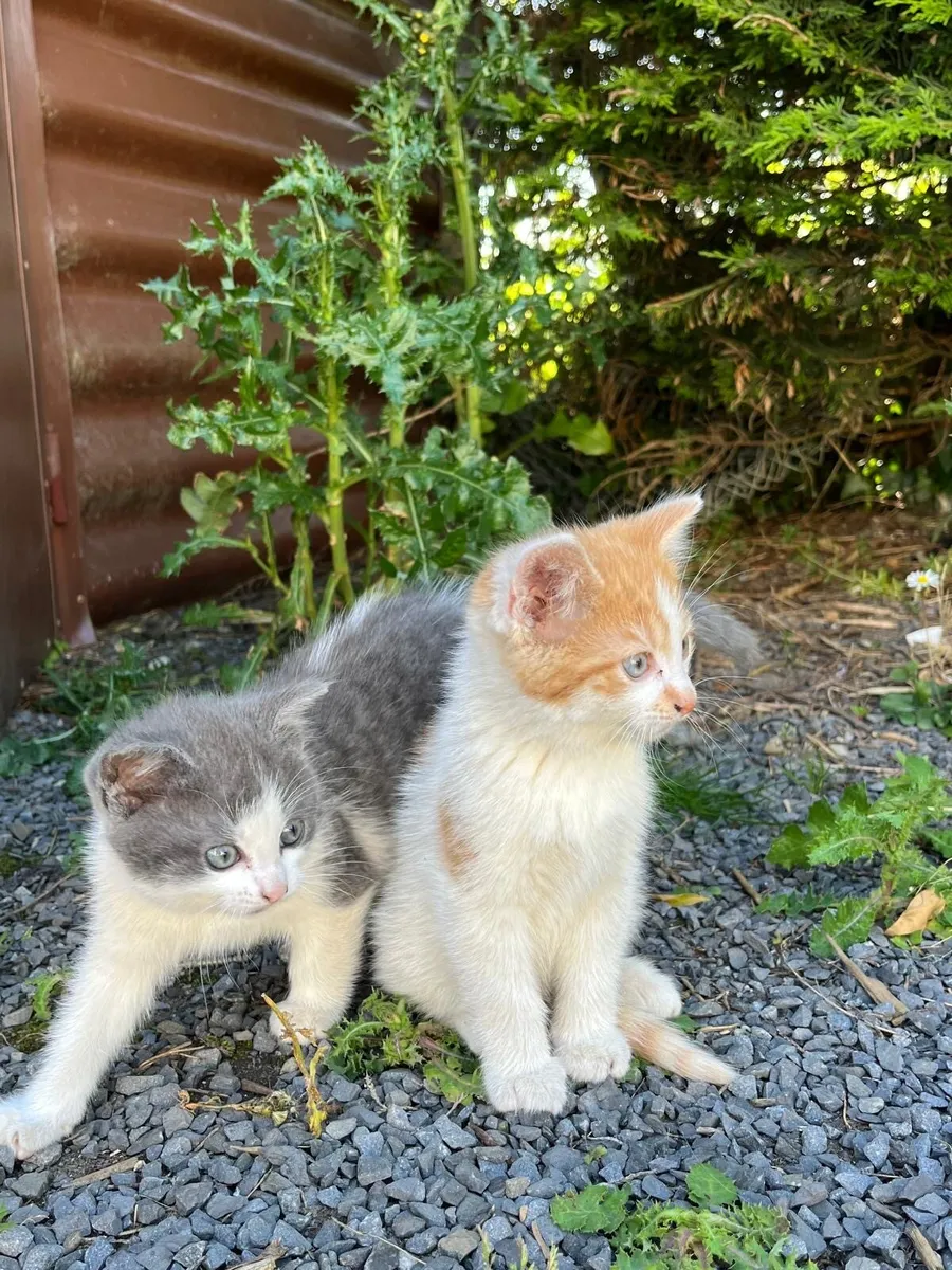 Kittens - Image 2