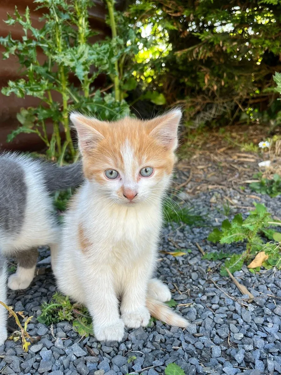 Kittens - Image 3