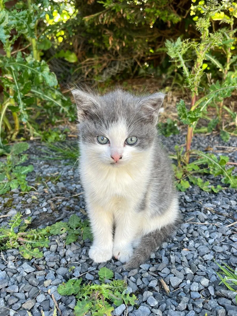 Kittens - Image 4