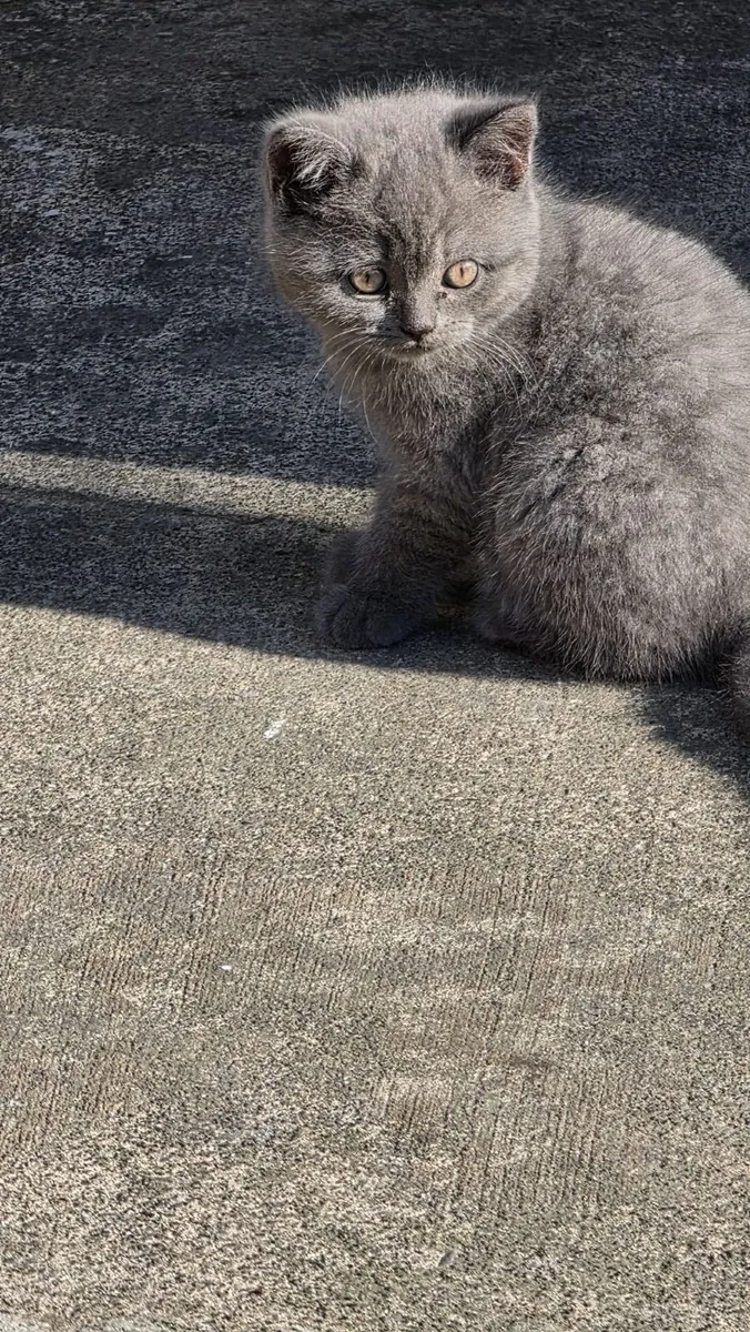 Kitty's - Image 1