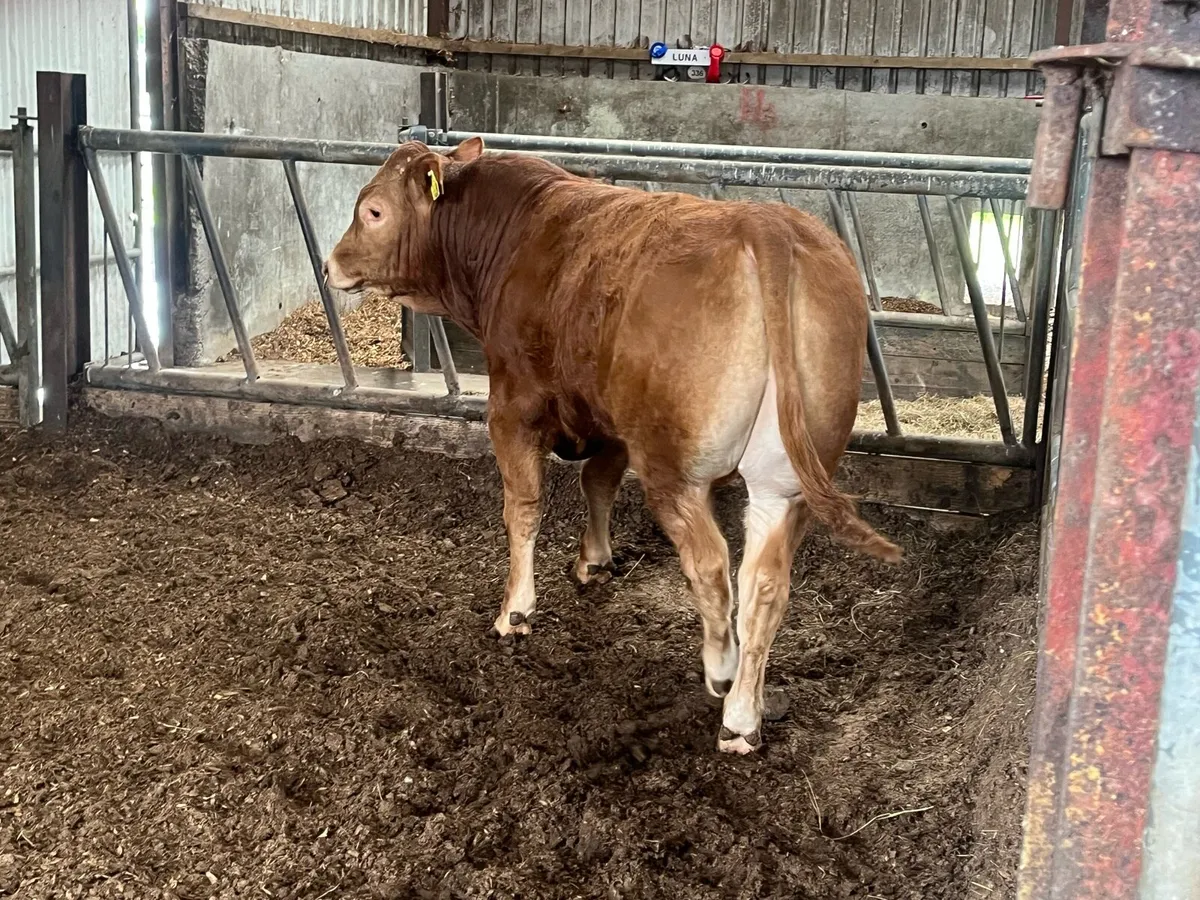 Easy calving limousine bull - Image 3