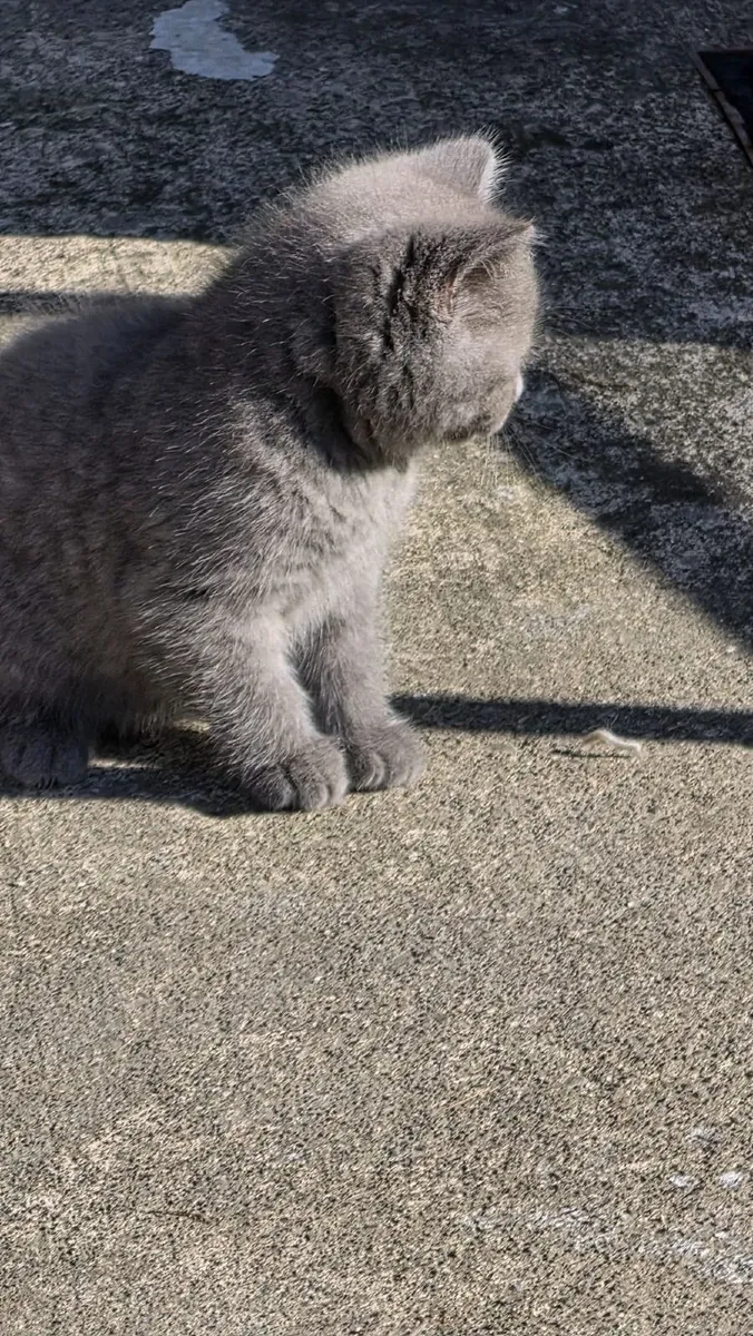 Kitty's - Image 4